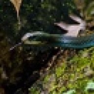 Spheagle