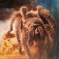 Arachnids20