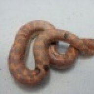 Eryx Colubrinus