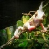 ChameleonCrazed