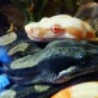 Gtp_Rtb