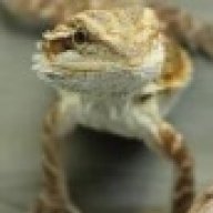 TheGeckolife