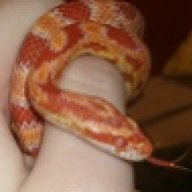 Reisreptiles