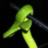sedgeviper