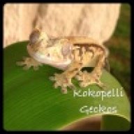 Kokopelli Geckos