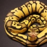 Steves Serpents