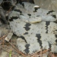 snakeman236