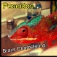 Brays Chameleons