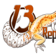 13reptiles