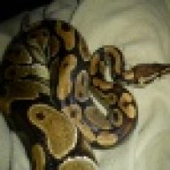UnitedBallPythons