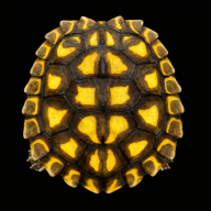 Redbull357