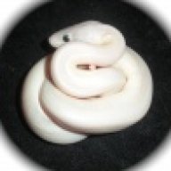Atkinsonballpythons