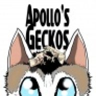 Apollo's Geckos