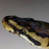 shadowsnakes