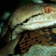 Snakes&Caimans