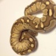 Devil's Den Reptiles