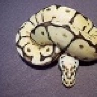 geckoblaze