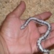 WestCoast Exotic Reptiles