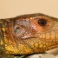 ReptileOutpost