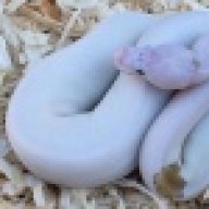 KevinJohnsonReptiles