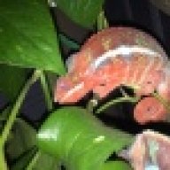RC White Geckos