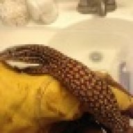 SoCal Varanus