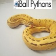 iBallPythons