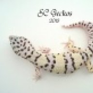SC Geckos