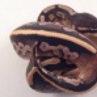 JCM Soulserpents2012