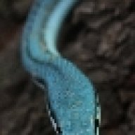 Alouncara