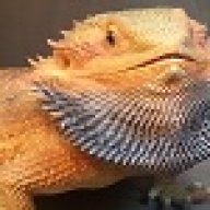 dragonmusic87