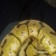snakeman74