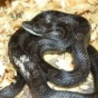 DD's Exotics