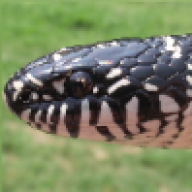 Danec