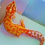 Ftgmorphs