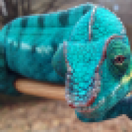 Jawbreaker Chameleons