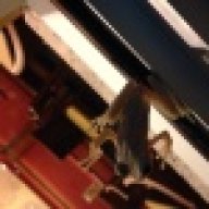 LadyGecko91