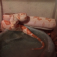 ReptileMelvin