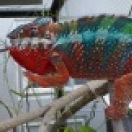 RoseExoticReptiles