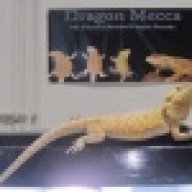 Popsdragons23