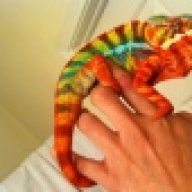 Rainbow chams