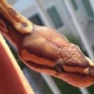 CMReptiles