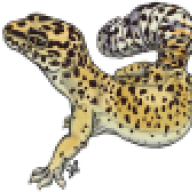 leopardgeckosofwv