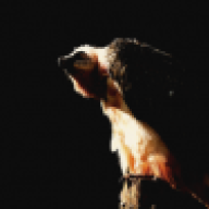 Lammergeier