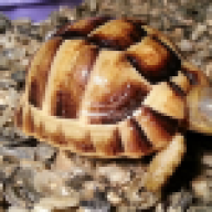RockyMountainTortoises
