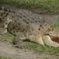 crocmaster87