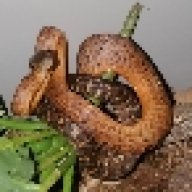 Crotalus.1
