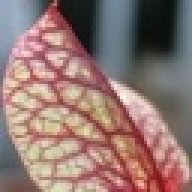 SDCPs