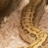 SnakeMommy85