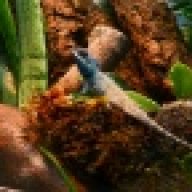 Underrated Reptiles
